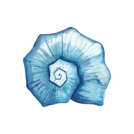 Seashell watercolor illustration 2